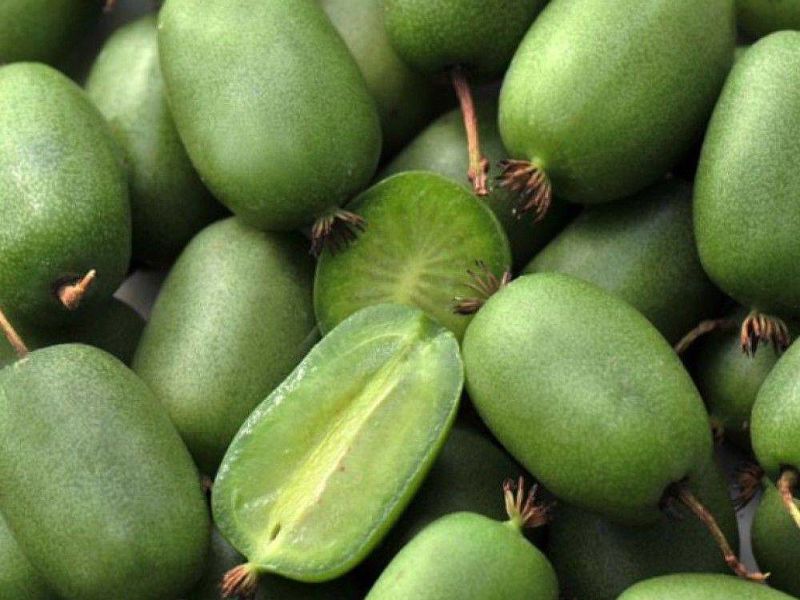 Актинидия купить саженцы из питомнике {2}